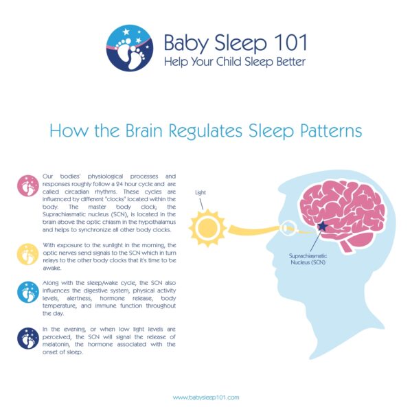 The Science Of Sleep - BabySleep 101